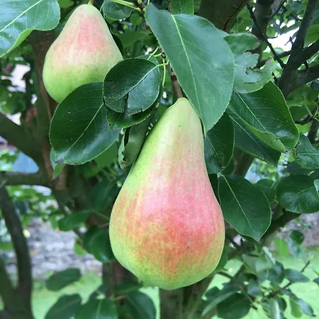 Marta Loft Diafano Con Jardin Y Aparcamiento En Historica * Renedo de Pielagos