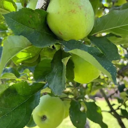 Marta Loft Diafano Con Jardin Y Aparcamiento En Historica דירה Renedo de Pielagos