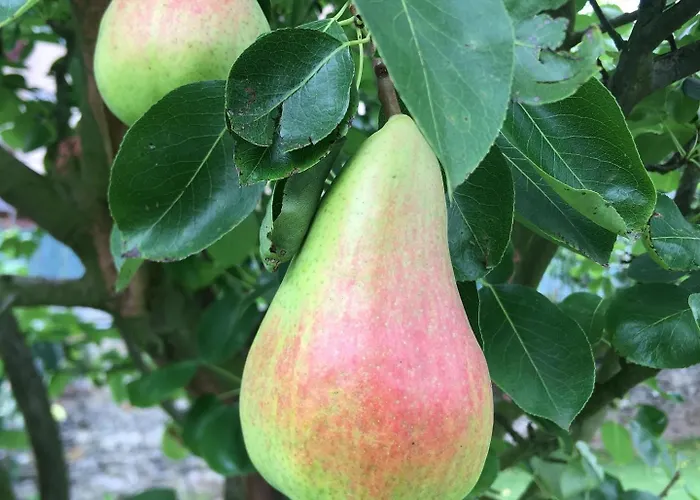 Marta Loft Diafano Con Jardin Y Aparcamiento En Historica * Renedo de Pielagos