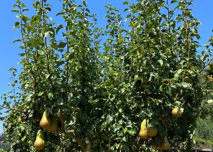 Marta Loft Diafano Con Jardin Y Aparcamiento En Historica Apartment