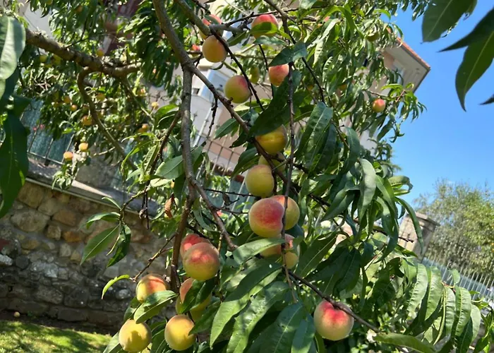 Apartment Marta Loft Diafano Con Jardin Y Aparcamiento En Historica *