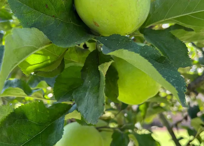 Marta Loft Diafano Con Jardin Y Aparcamiento En Historica Apartament Renedo de Pielagos