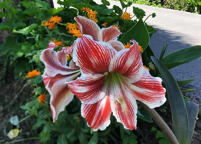 Marta Loft Diafano Con Jardin Y Aparcamiento En Historica Apartament Renedo de Pielagos